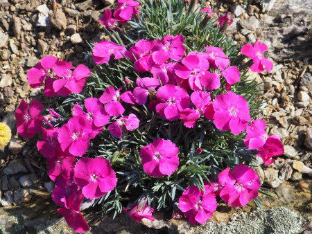 Dianthus ´Ametyst´